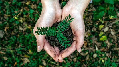 Two hands cup a seedling to be planted in a forest floor.